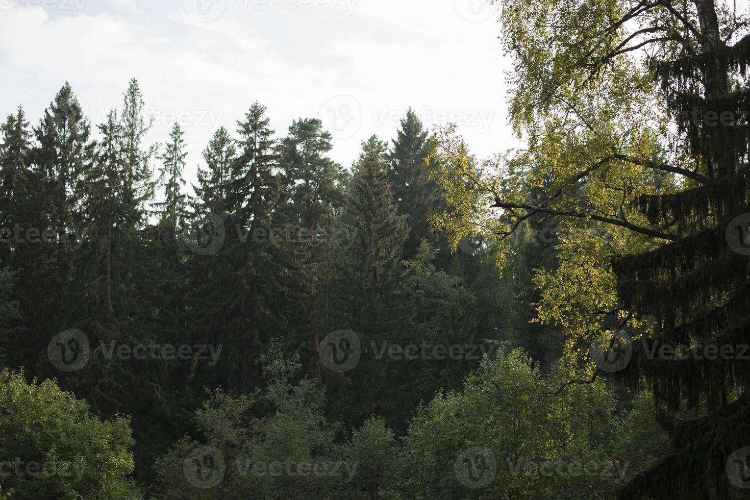 Sommerwald. Details der Natur. grüne Pflanzen in der Sommersaison. foto