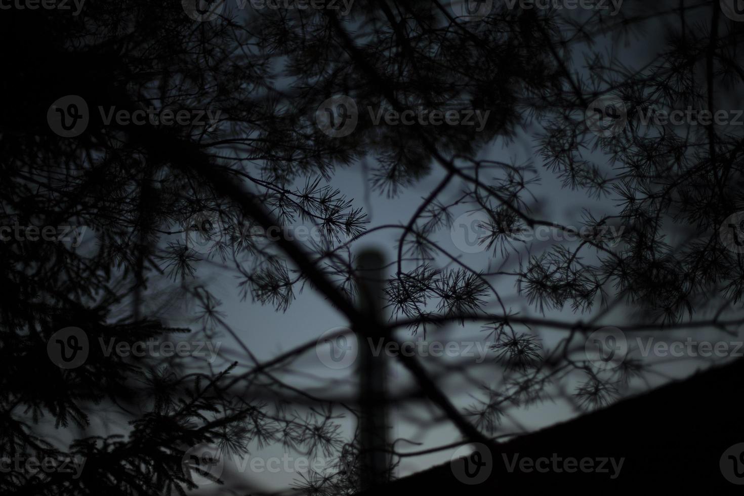 Wald im dunklen Hintergrund. Pflanzen im Dunkeln. Zweige verwirren. Blick durch Büsche. foto