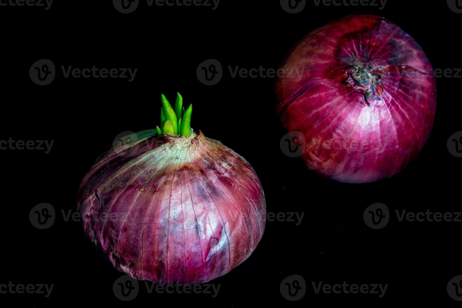 Frische neue Knospenblätter der roten Zwiebel foto