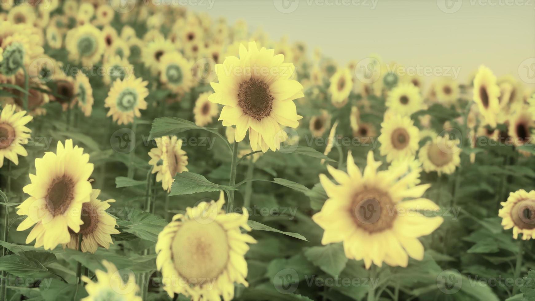 Feld mit gelben Sonnenblumen bei Sonnenuntergang im Sommer. foto