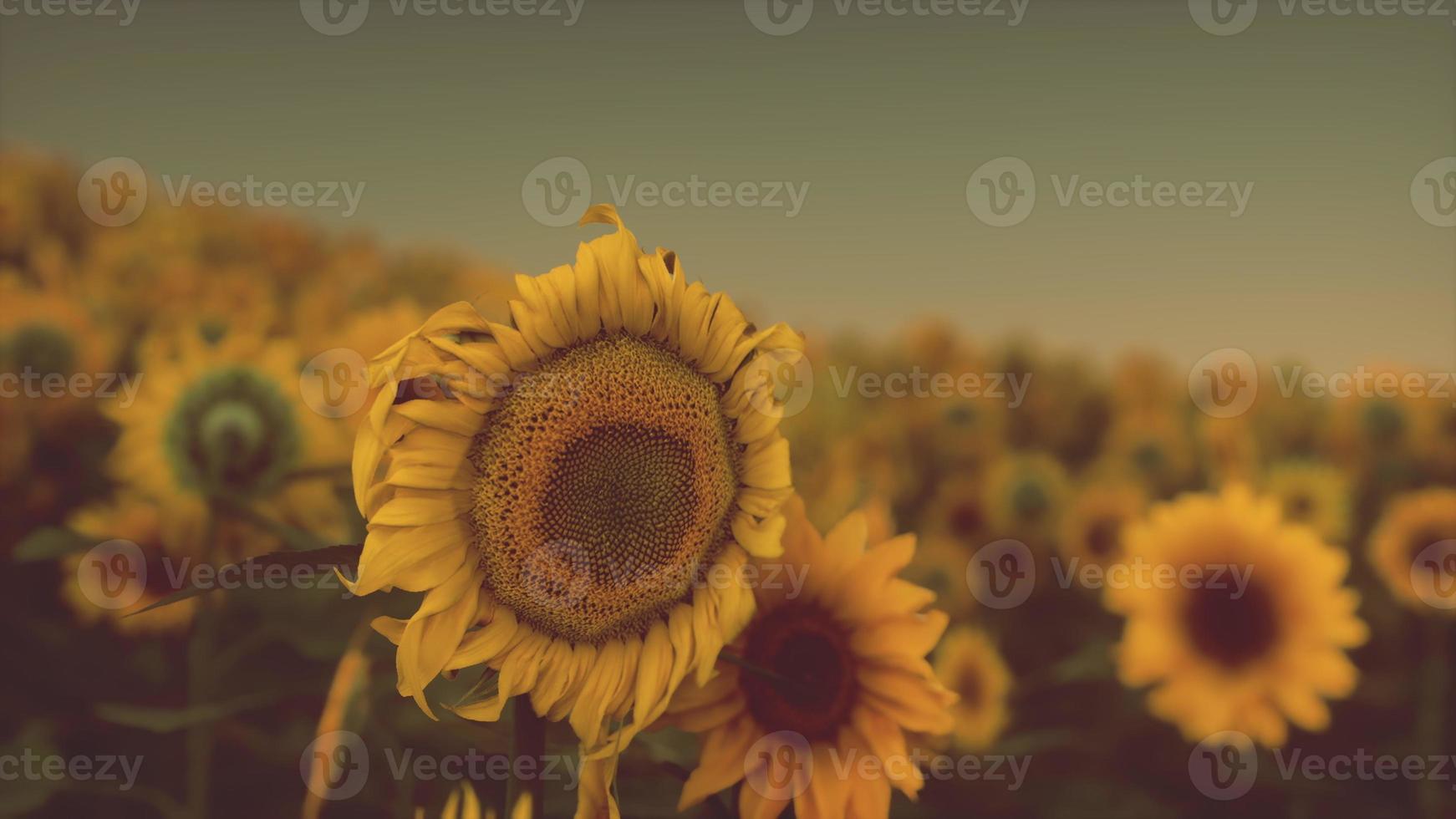 herrliche szene von leuchtend gelben sonnenblumen am abend foto