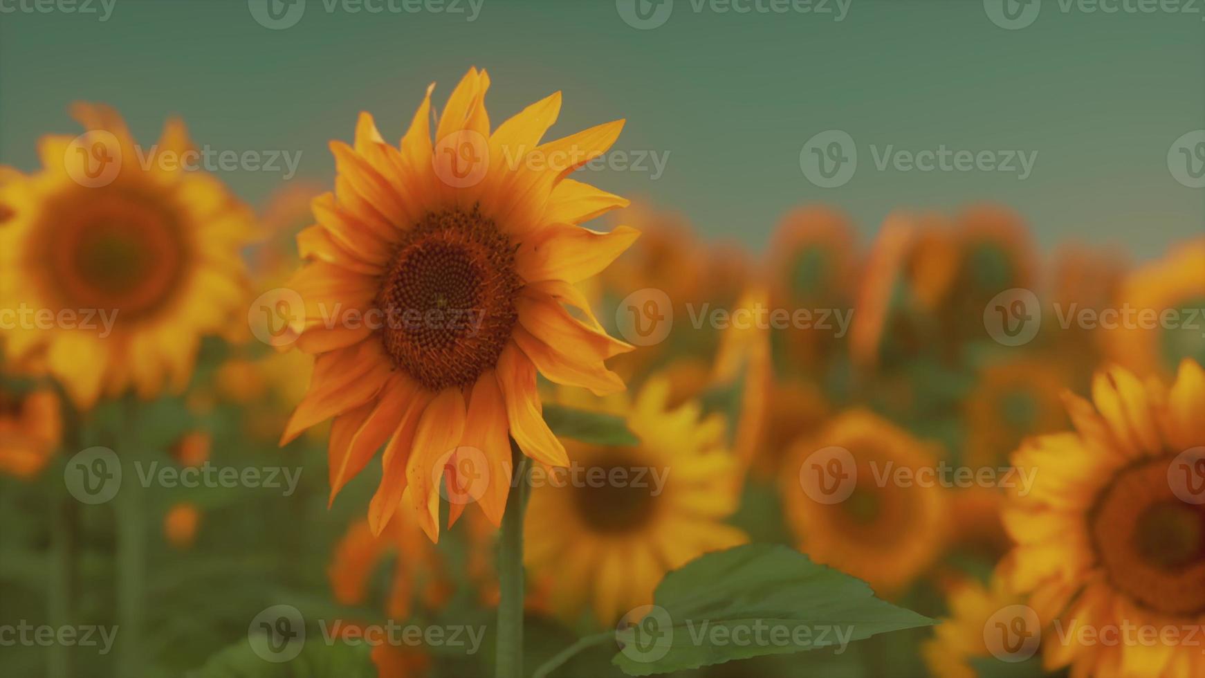 herrliche szene von leuchtend gelben sonnenblumen am abend foto