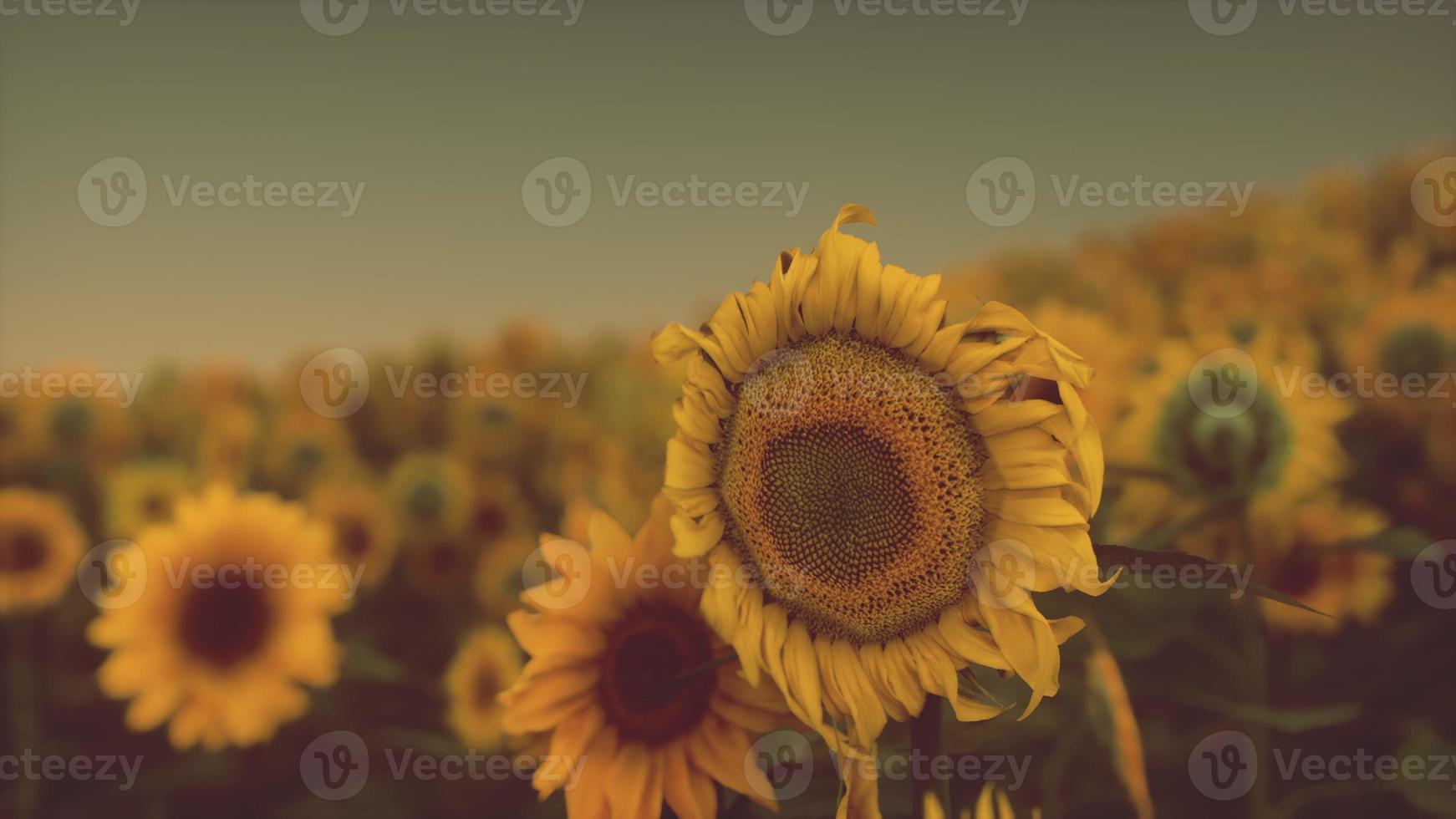 Feld mit gelben Sonnenblumen bei Sonnenuntergang im Sommer. foto