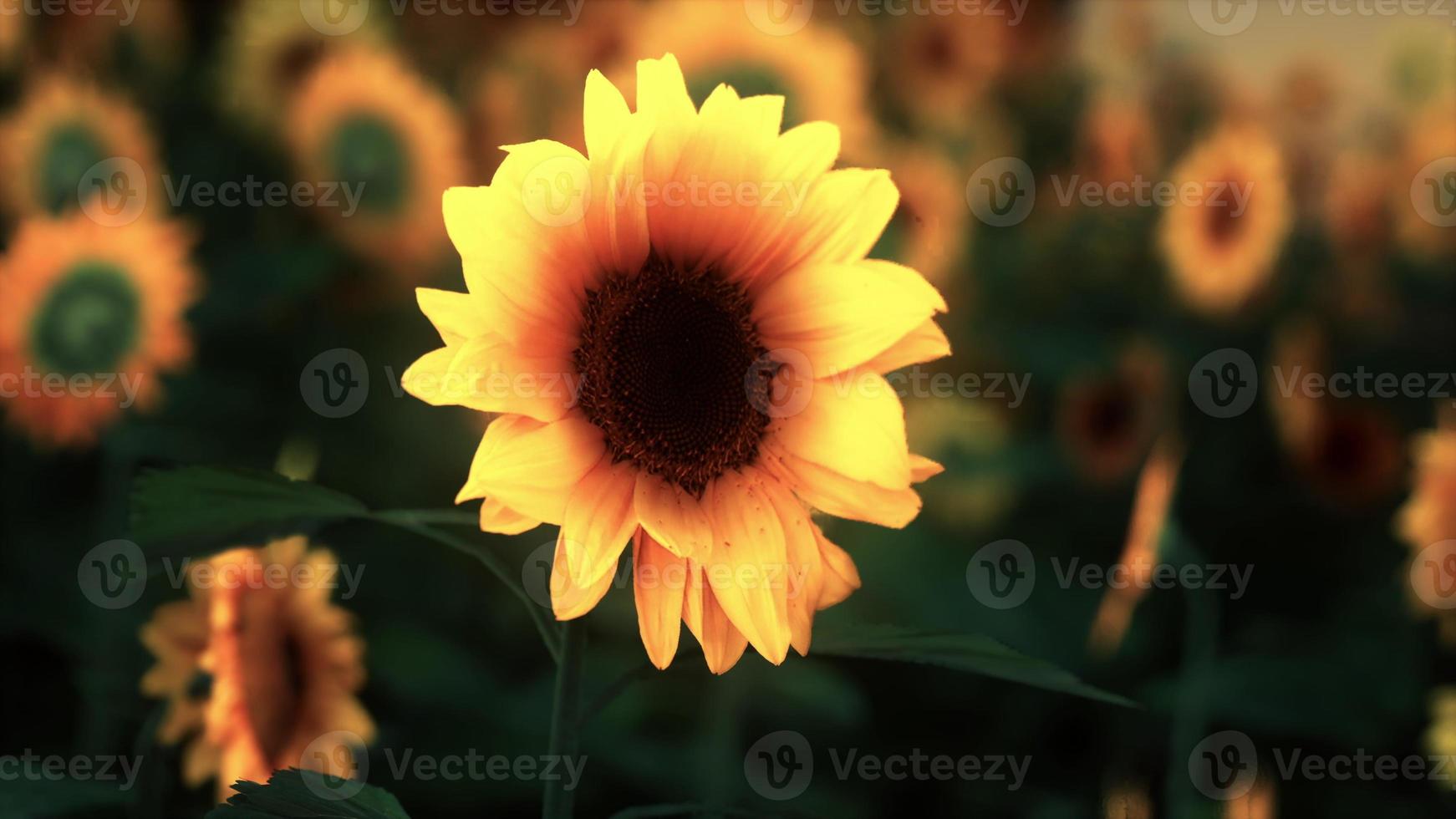 Viele leuchtend gelbe große Sonnenblumen auf Plantagenfeldern bei Sonnenuntergang am Abend foto