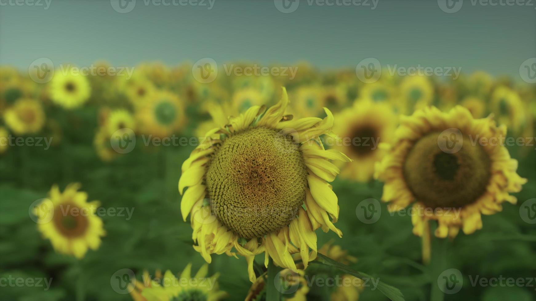 Viele leuchtend gelbe große Sonnenblumen auf Plantagenfeldern bei Sonnenuntergang am Abend foto
