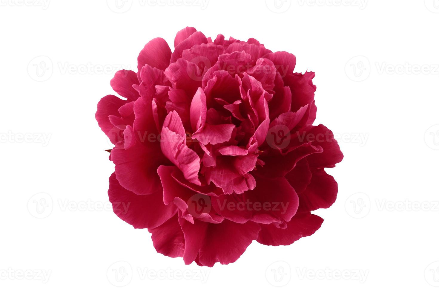 rosa Blume jpeg foto