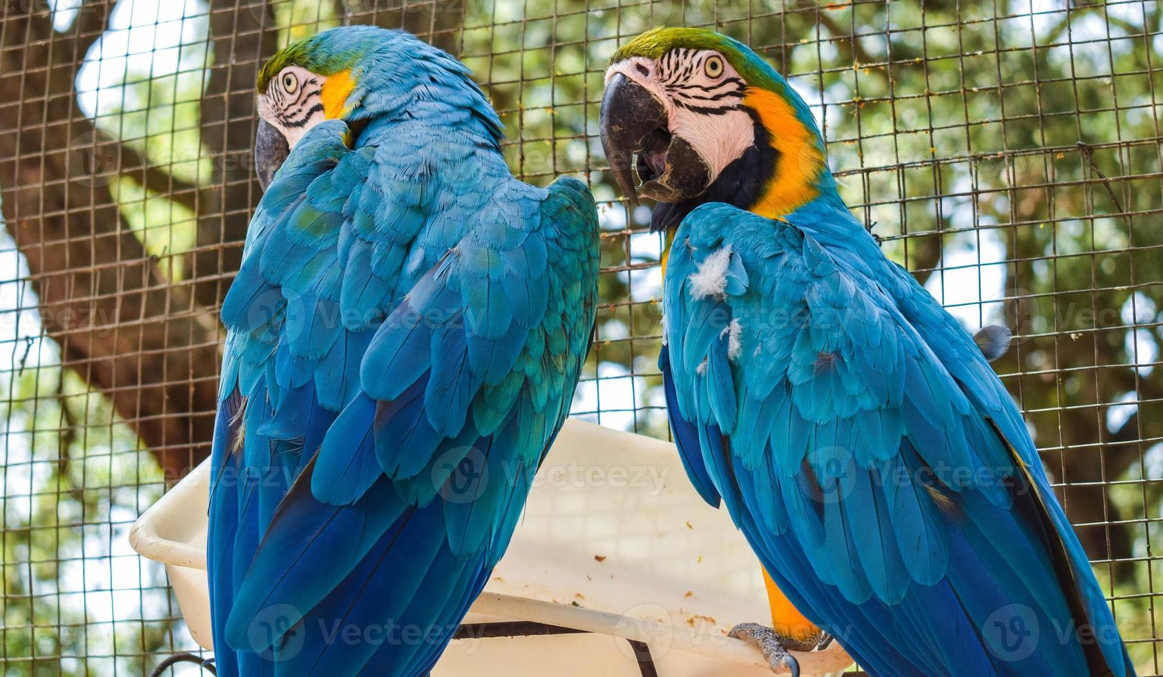 ein Paar blaue Papageien in einem Zoo foto