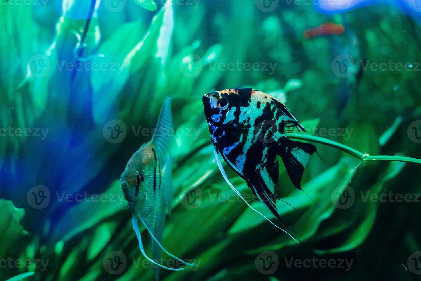 Aquarienfische. Aquarienfische werden Sie mit ihrer unvergesslichen Schönheit der Unterwasserwelt begeistern. foto