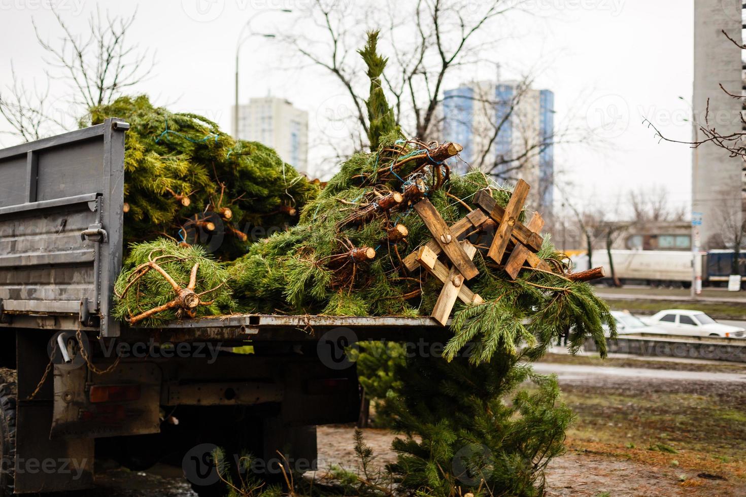 Weihnachtsbaum auf dem Wagen zur Abholung bereit foto