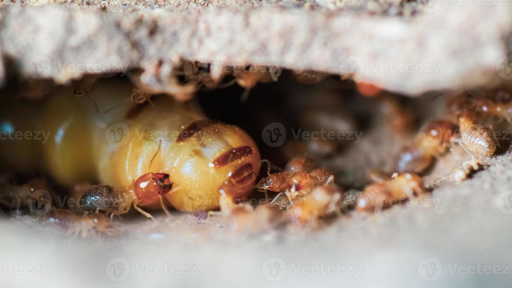 Makroaufnahme. Königin der Termiten und Termiten, die in einem Nest aus Erde arbeiten. kleines tierweltkonzept foto