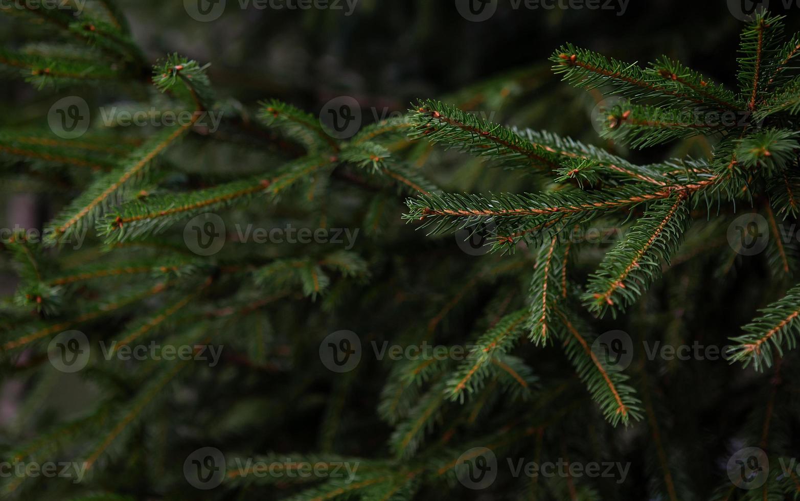 Hintergrund von den Zweigen des Weihnachtsbaums. Kopieren Sie Platz für eine Inschrift. foto