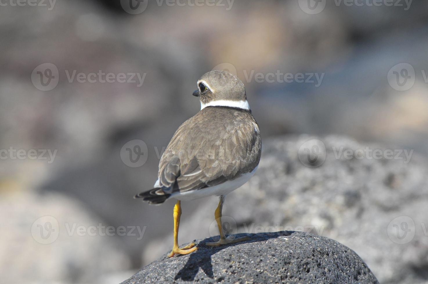 erwachsener Seeregenpfeifer Wasservogel foto
