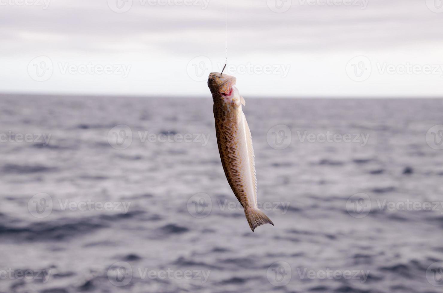 am Haken gefangener Fisch foto