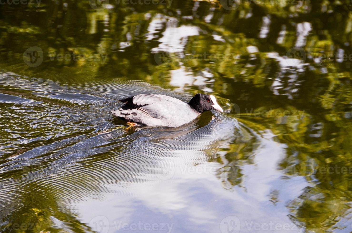 Wildenten schwimmen foto