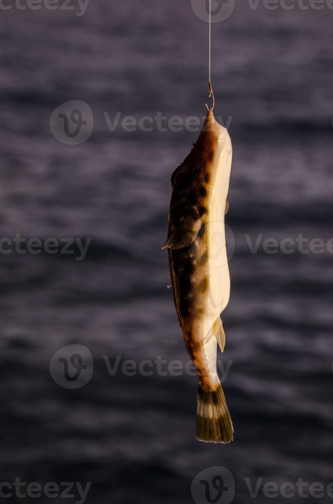 kleine Fische am Haken gefangen foto