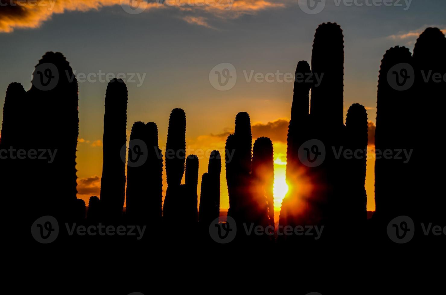 Wüstenblick mit Kaktus foto