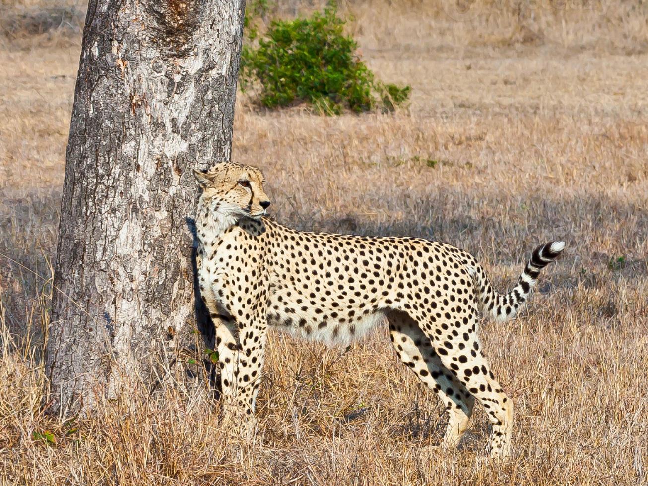 Gepard im Krüger Nationalpark in Südafrika foto