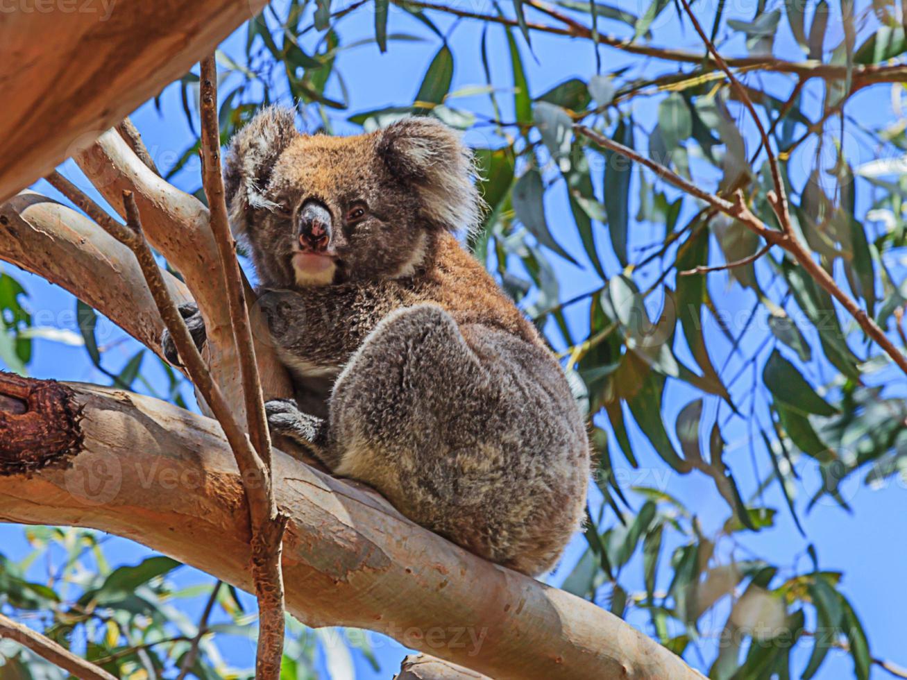 Koalabär sitzt auf Baum in Südaustralien foto