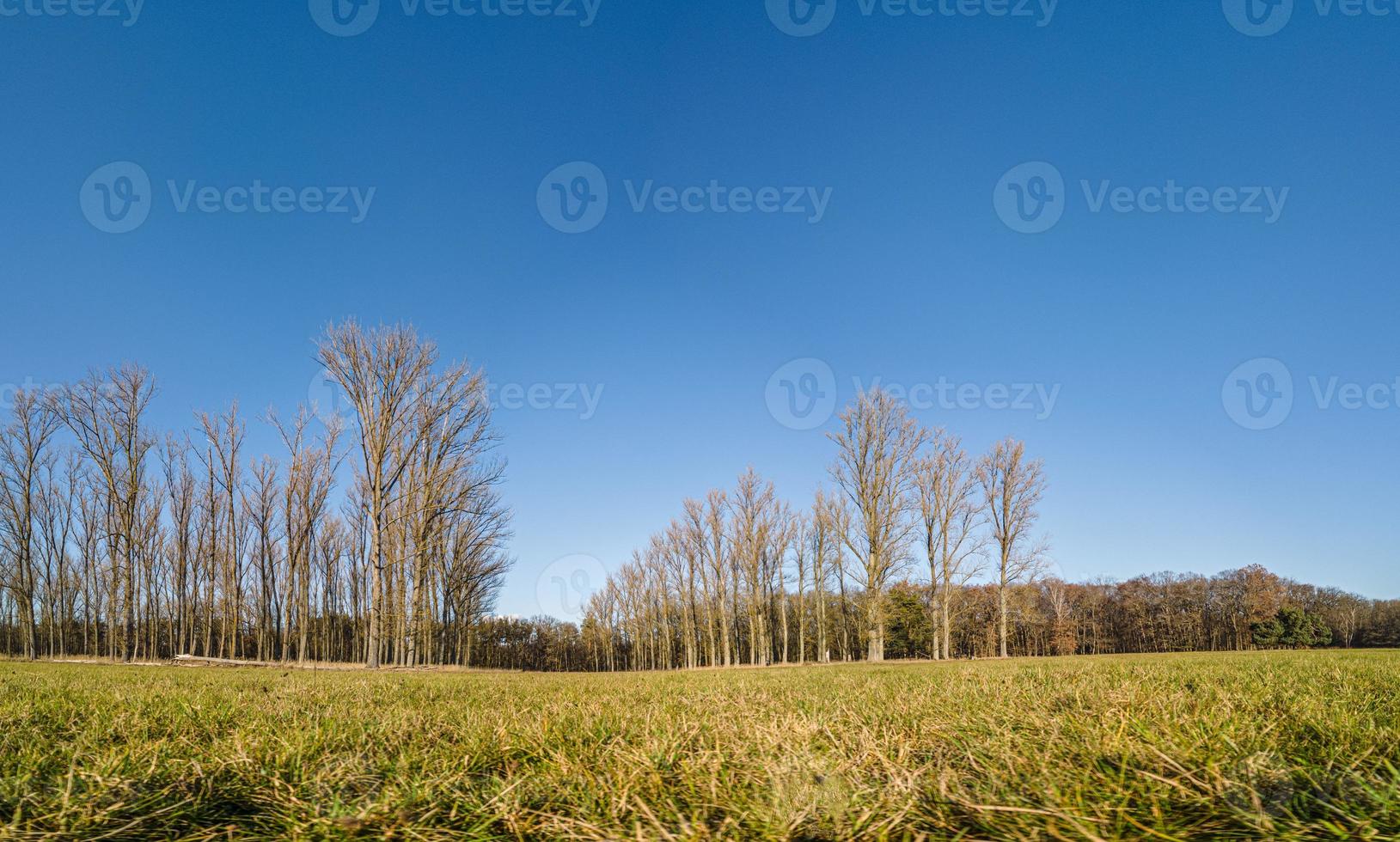 Panoramabild aus der Bodenperspektive über eine Wiese mit Laubbäumen im Hintergrund bei blauem Himmel und Sonnenschein foto