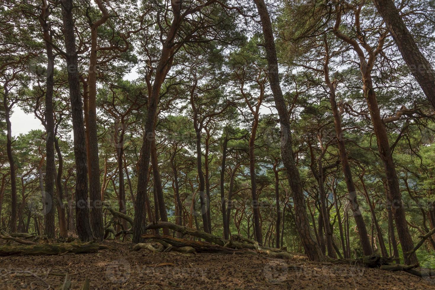 alter wald im taunus bei frankfurt foto