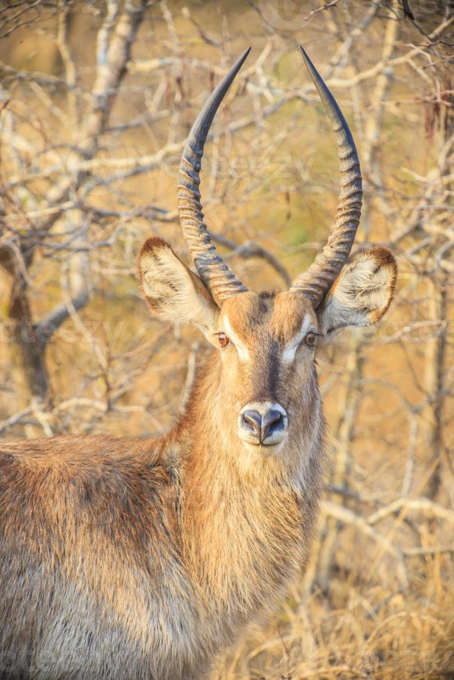 Nahaufnahme einer Antilope im Krüger-Nationalpark foto