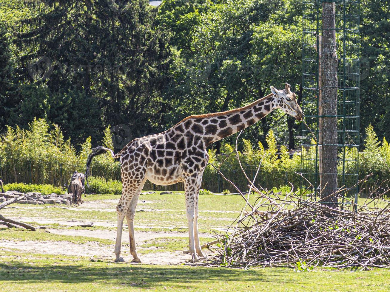 Porträt einer afrikanischen Giraffe, aufgenommen in einem deutschen Zoo foto