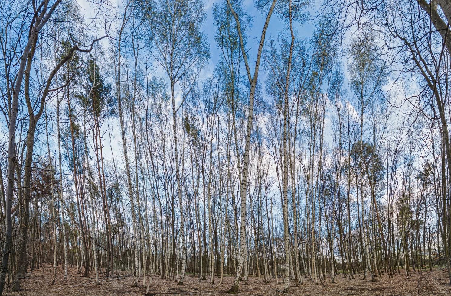 Blick durch die Stämme in einen dichten und unberührten Birkenwald foto