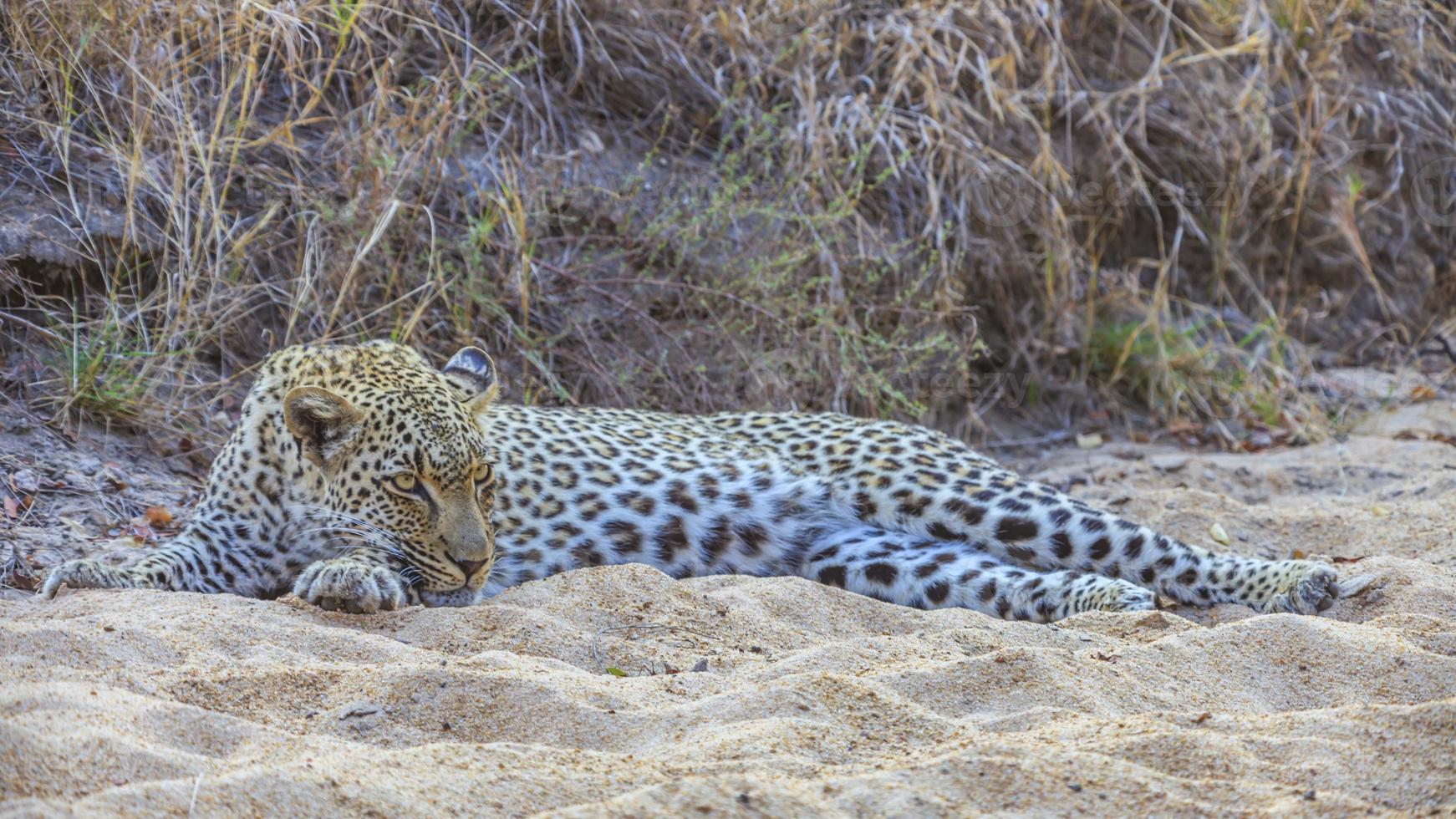 Bild eines ruhenden Leoparden in der südafrikanischen Steppe foto