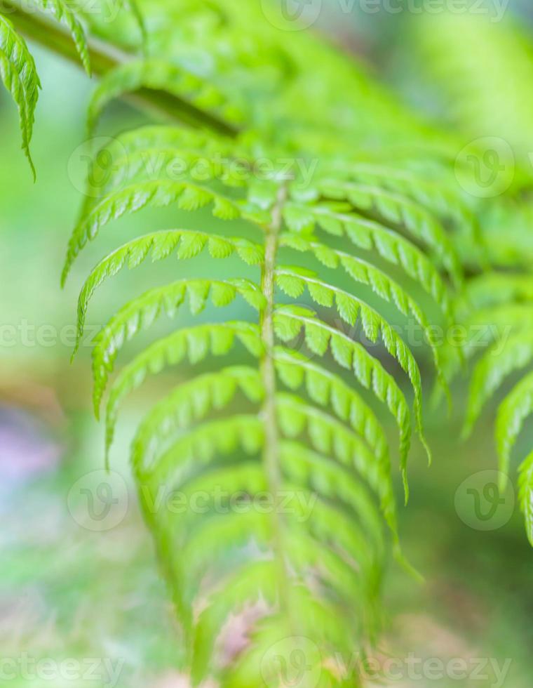 Nahaufnahmebild des tropischen Farnblattes foto