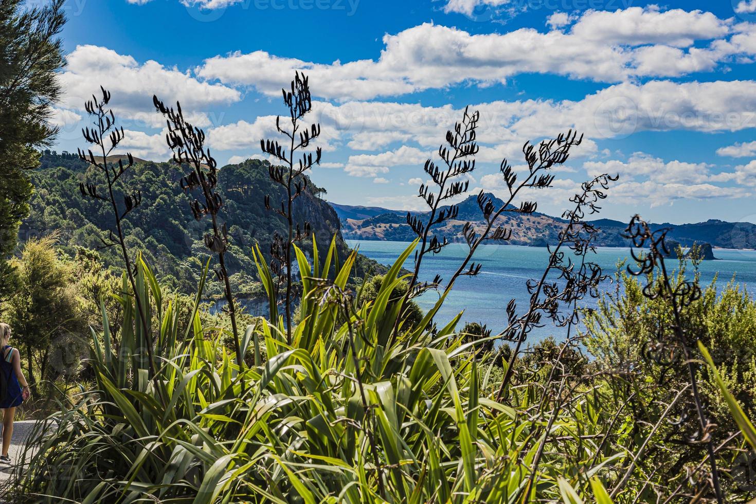 Blick über die felsige Küste des Meeresschutzgebiets Te Whanganui-a-Hei auf der Nordinsel in Neuseeland im Sommer foto