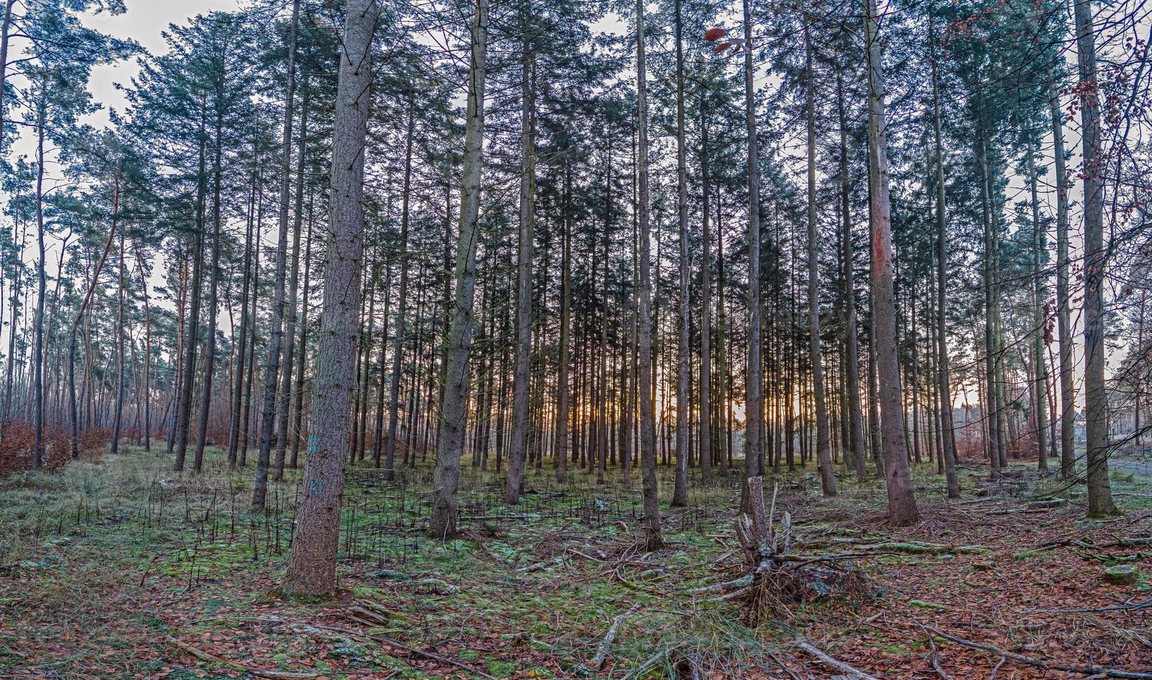 Bild eines Fußwegs durch einen winterlichen Wald foto