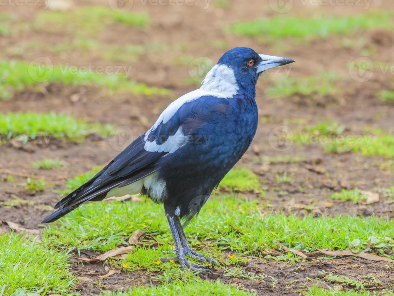Porträt eines australischen Flötenvogels foto