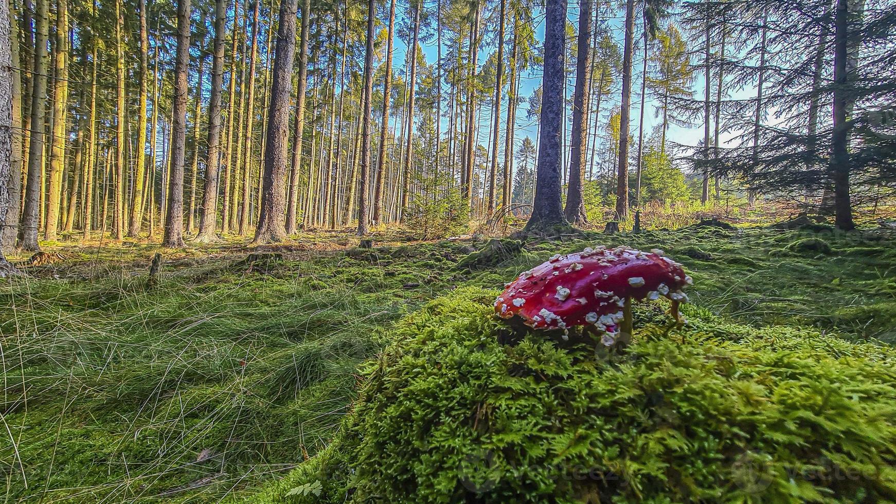 Bild eines Fliegenpilzes in einem dichten Wald im Morgenlicht foto