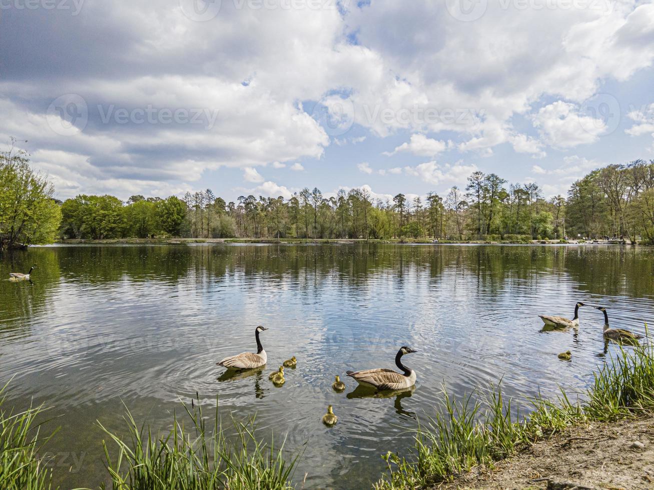 wildgansfamilie mit babygänsen schwimmt auf teich foto