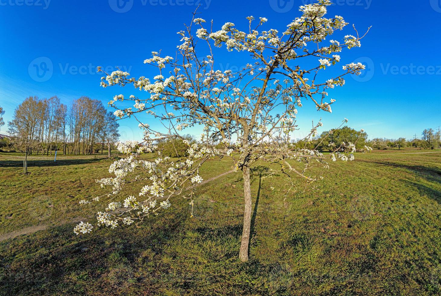 Nahaufnahme eines kleinen Kirschbaums während der Blüte auf der Streuobstwiese foto