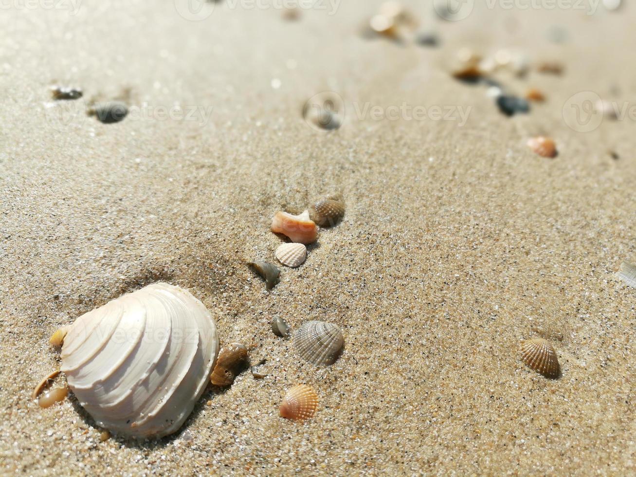 Nahaufnahme Sandstrand mit Muschel auf verschwommenem Hintergrund. foto