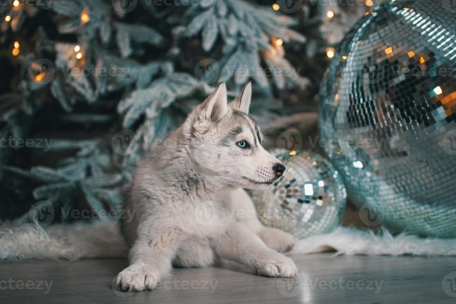 Husky-Welpe liegt auf dem Holzboden mit weißem Kunstfell vor dem Hintergrund eines Weihnachtsbaums mit festlichen Lichtern und großer Disco-Kugel foto