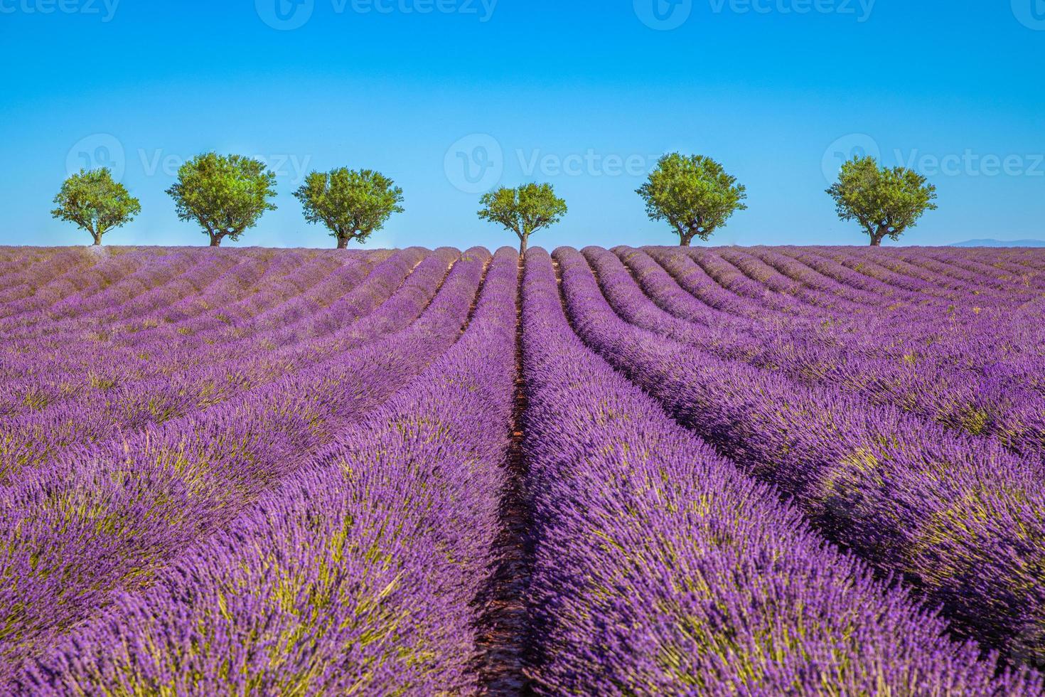 schöne landschaft in der provence, lavendelfeld mit einsamen bäumen und ruhiger naturlandschaft. inspirierende saisonale frühlingssommer blühende lavendelblumen, natürliches sonnenlicht, friedliche naturansicht foto