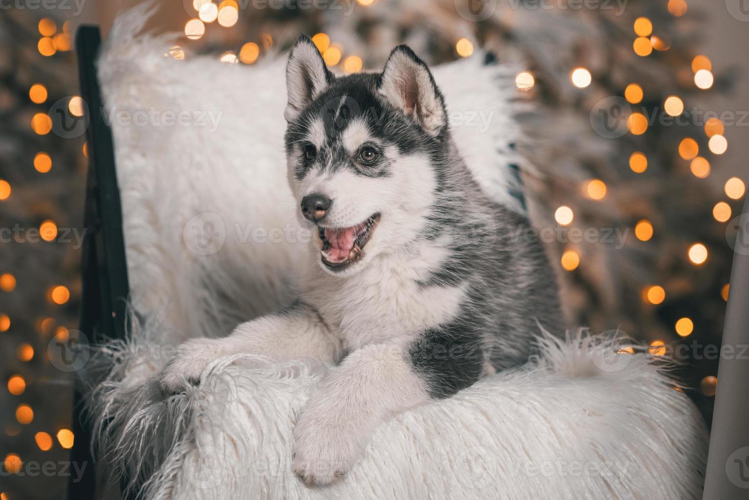 Husky-Welpe liegt auf einem schwarzen Holzstuhl mit weißem Kunstfell vor dem Hintergrund eines Weihnachtsbaums mit festlichen Lichtern foto