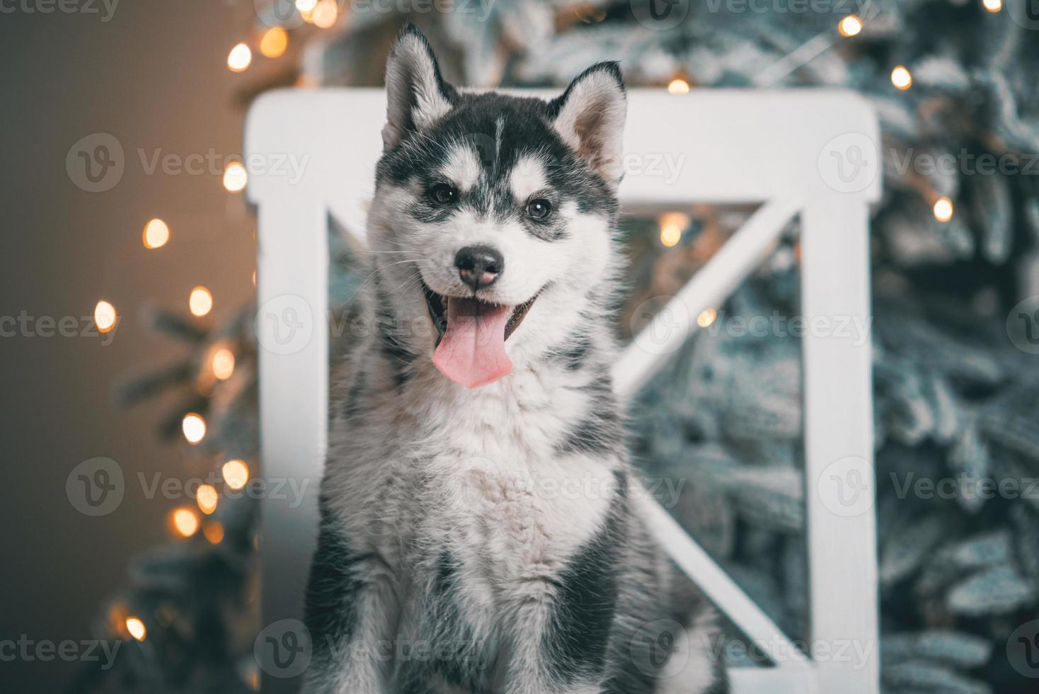 Husky-Welpe liegt auf einem weißen Holzstuhl vor dem Hintergrund eines Weihnachtsbaums mit festlichen Lichtern foto