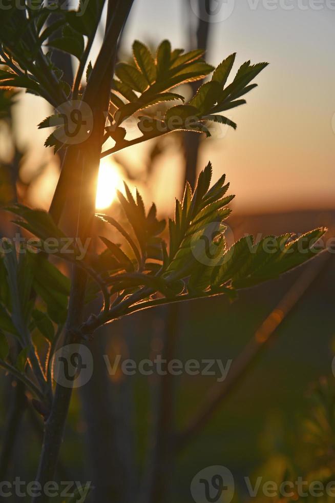 Schöne Ebereschenblätter in der untergehenden Sommersonne. schöner gelber sonnenuntergang und grüne blätter im sommer. foto