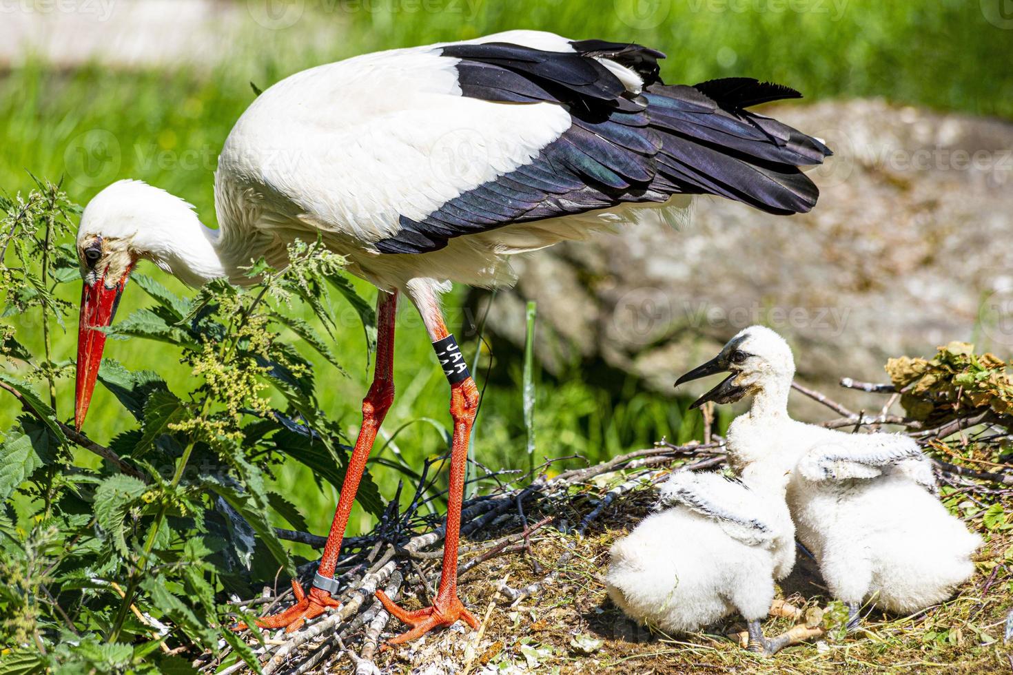 Bild eines Storchs mit Küken im Nest foto