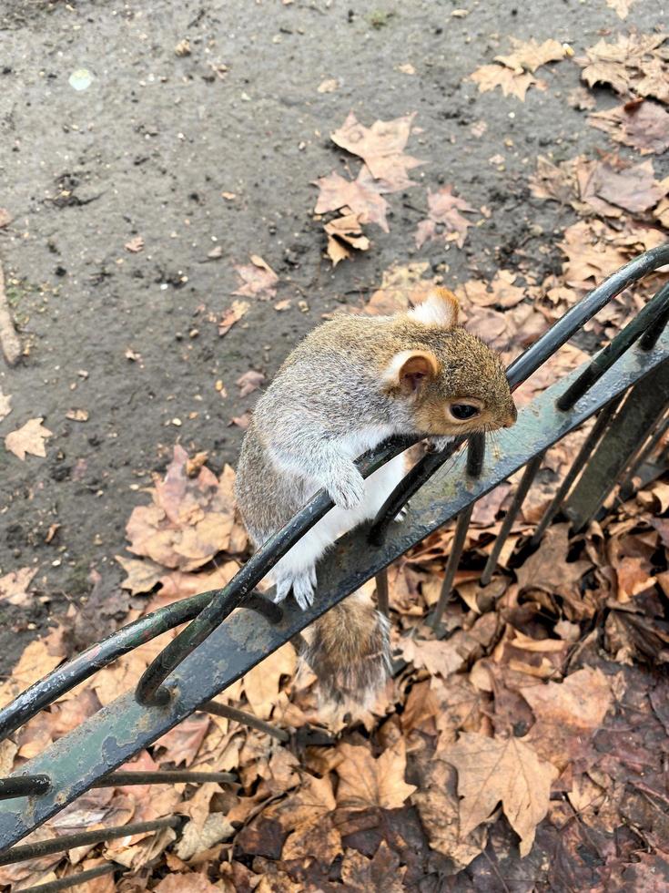 ein blick auf ein graues eichhörnchen in london foto