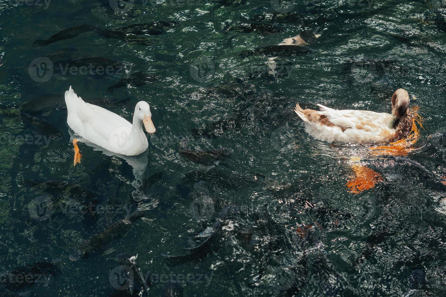 Koi-Fische im balinesischen Teich foto