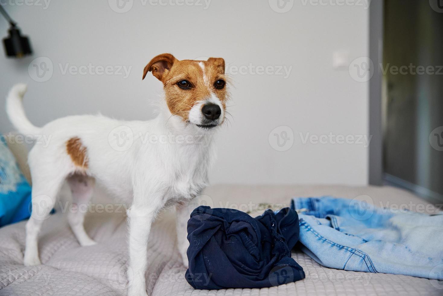 Wütendes Hundeporträt im Schlafzimmer foto