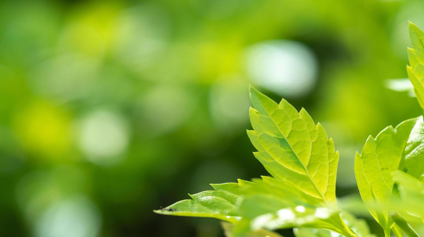 abstrakte atemberaubende grüne Blattstruktur, tropischer Blattlaub Natur grüner Hintergrund foto