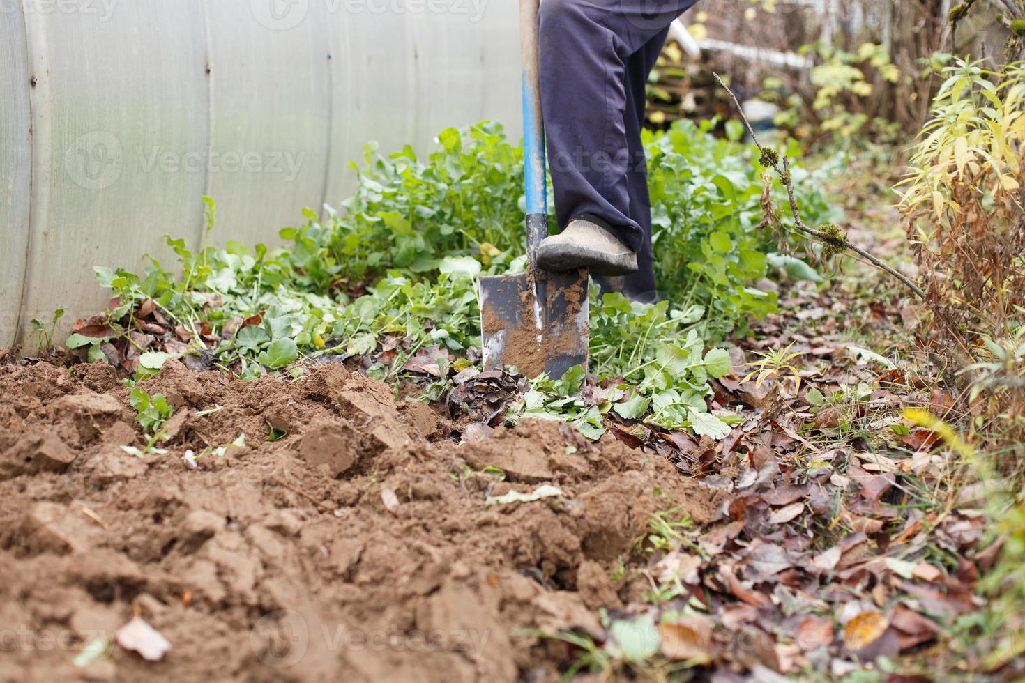 Mann, der den Boden mit einer Schaufel im Garten gräbt. landwirtschaftliche Arbeit. Gartenarbeit im Herbst. foto