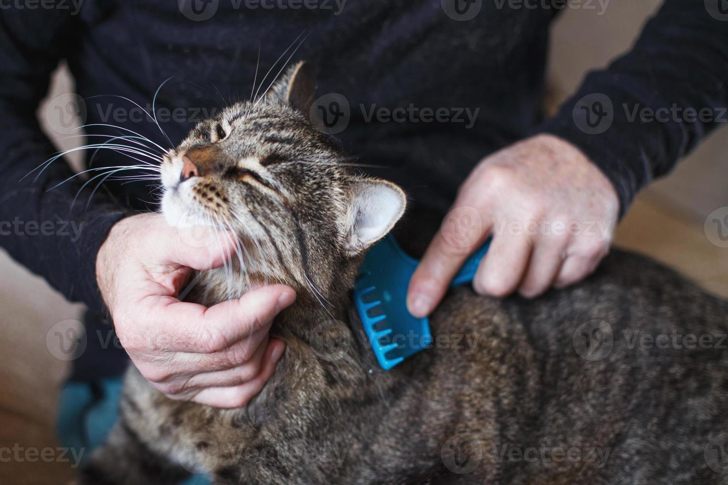 Ein Mann kämmt das Fell seiner grauen Haustierkatze mit Bürste foto