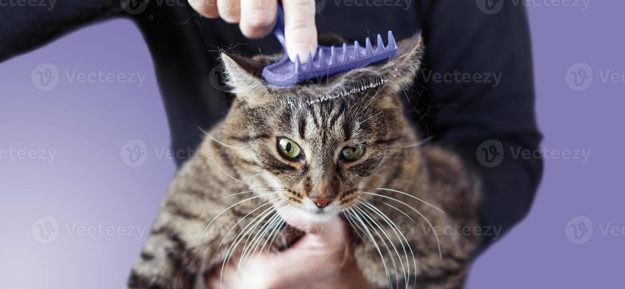 Ein Mann kämmt das Fell seiner grauen Haustierkatze mit Bürste, die auf sehr violettem Hintergrund isoliert ist foto