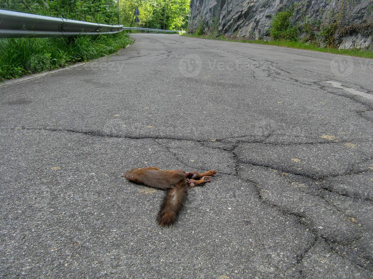 Eichhörnchen mit zerdrücktem Körper foto